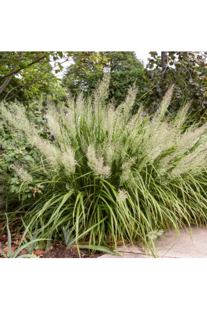 Koeleria macrantha крупним планом — декоративне сизе листя